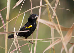 White-winged Widowbird