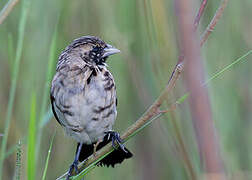 Fan-tailed Widowbird