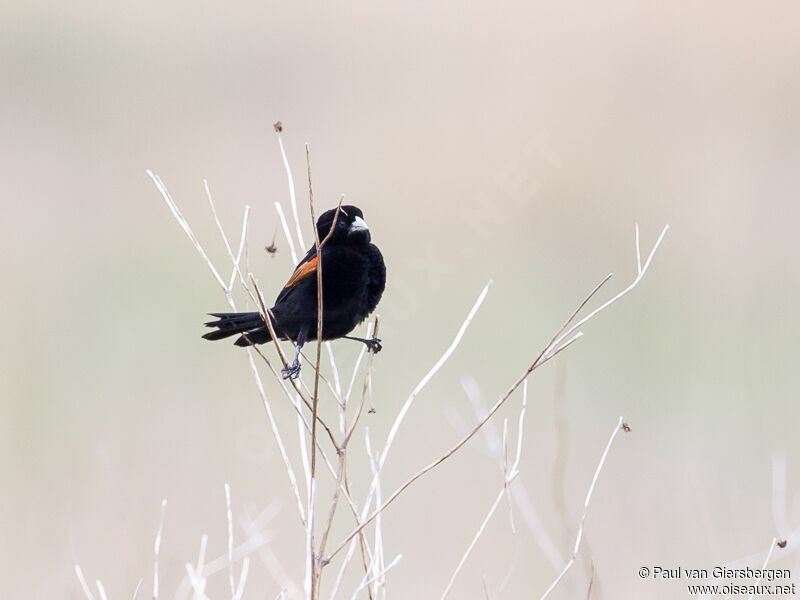 Fan-tailed Widowbird