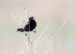 Fan-tailed Widowbird