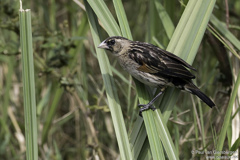 Fan-tailed Widowbird male adult transition