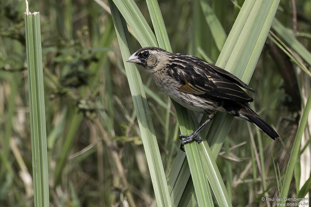 Fan-tailed Widowbird male adult transition