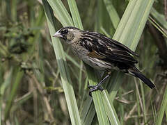 Fan-tailed Widowbird