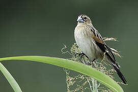 Fan-tailed Widowbird