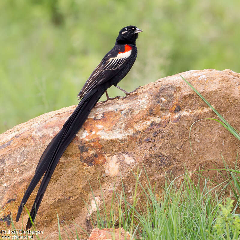 Long-tailed Widowbird male adult breeding