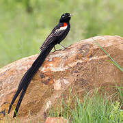 Long-tailed Widowbird