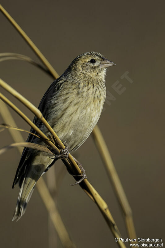 Long-tailed Widowbirdadult post breeding