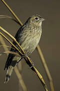 Long-tailed Widowbird