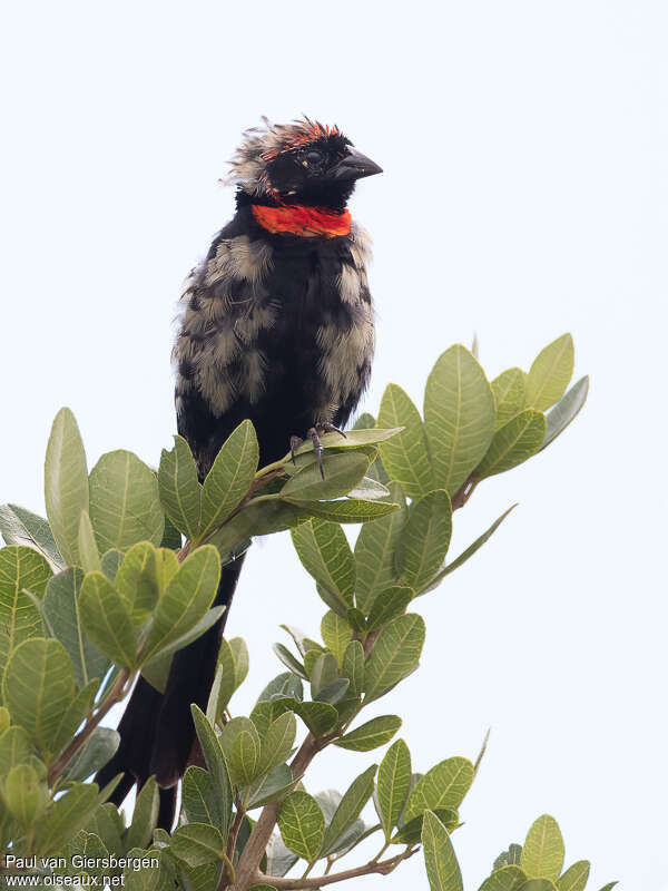 Red-cowled Widowbird male adult transition