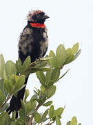 Red-cowled Widowbird