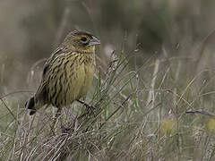 Jackson's Widowbird