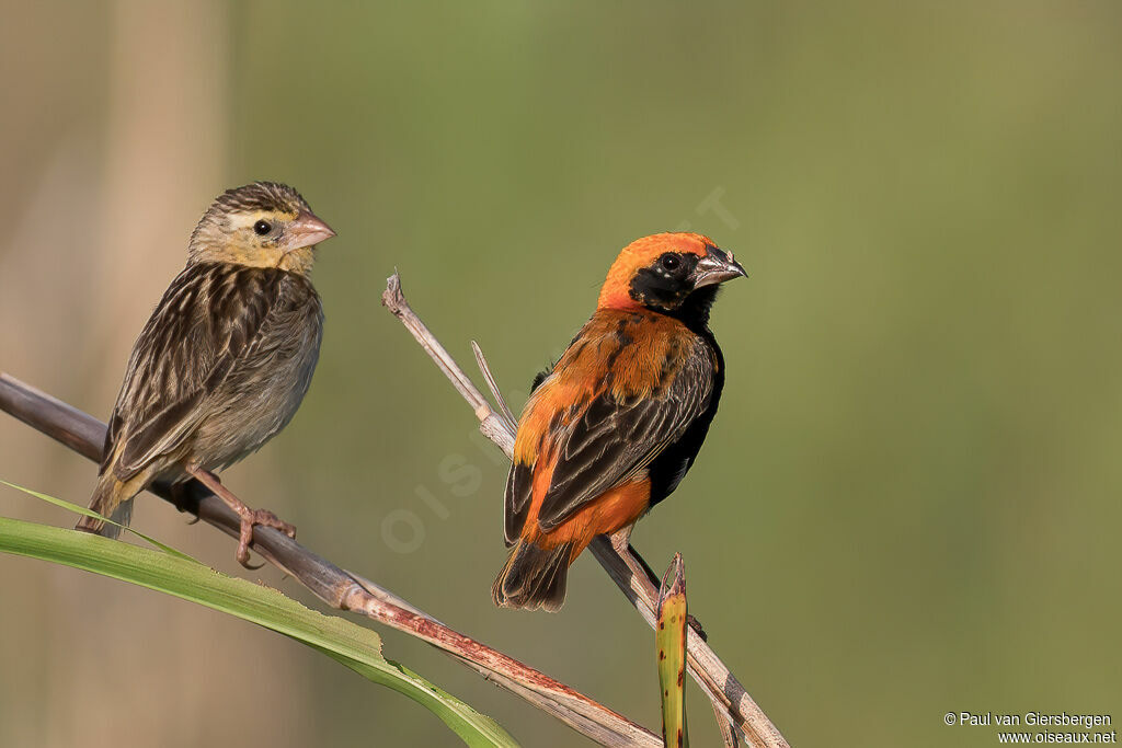 Zanzibar Red Bishopadult