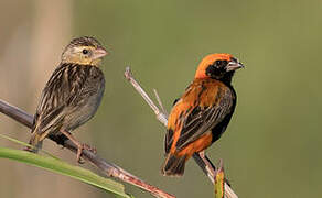 Zanzibar Red Bishop