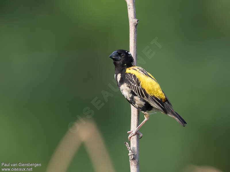 Golden-backed Bishop male adult transition, identification