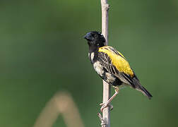 Golden-backed Bishop