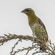 Golden-backed Bishop