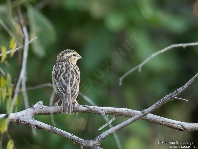 Golden-backed Bishop