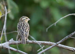 Golden-backed Bishop