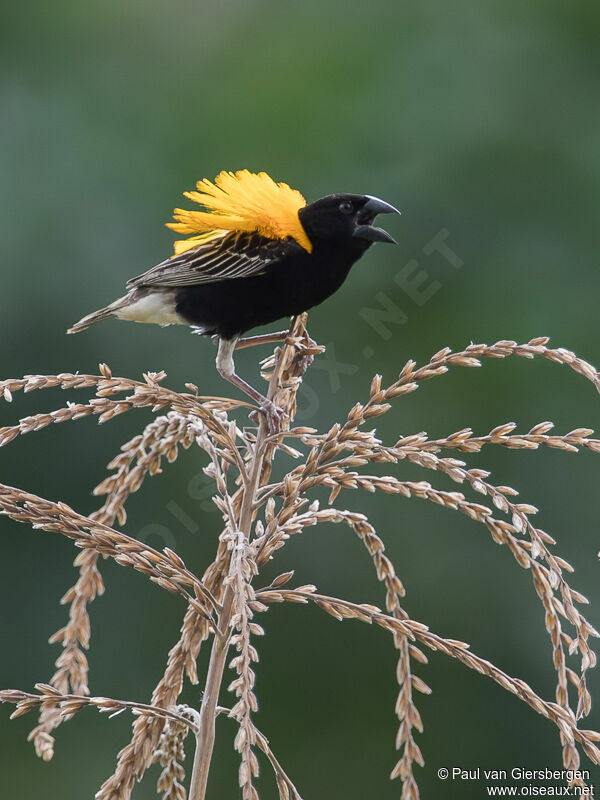 Golden-backed Bishop