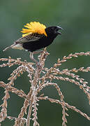 Golden-backed Bishop