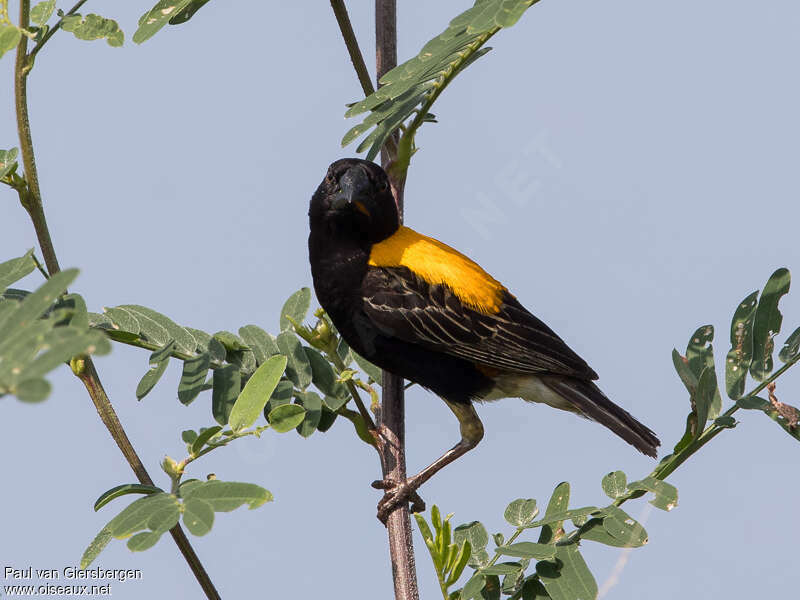 Golden-backed Bishop male adult breeding