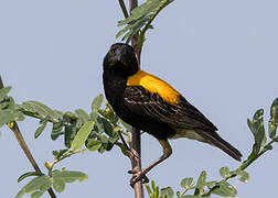 Golden-backed Bishop