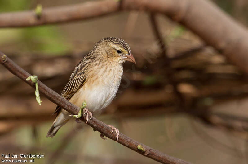 Northern Red Bishopadult, close-up portrait