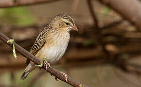 Northern Red Bishop