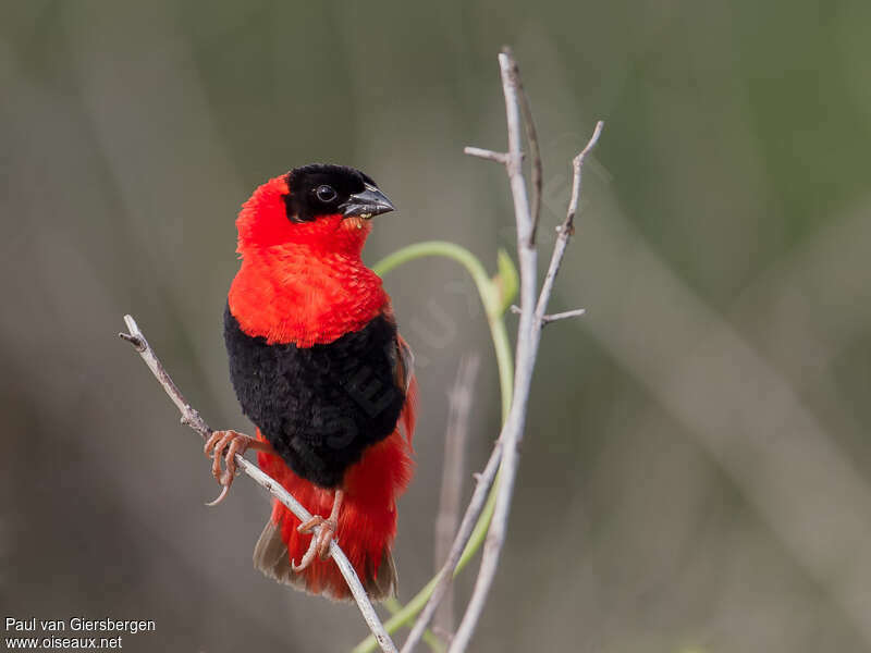 Northern Red Bishop male adult, close-up portrait