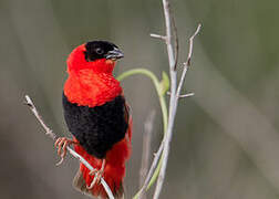 Northern Red Bishop