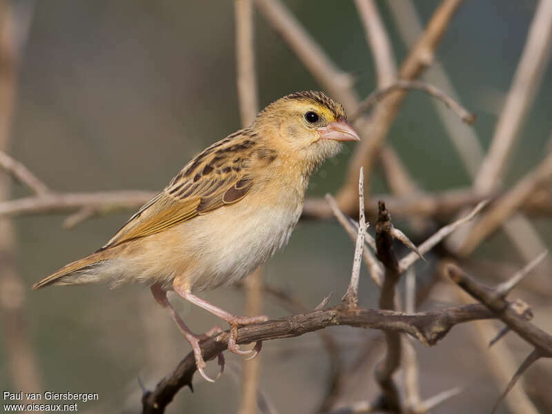 Northern Red Bishop female adult, identification