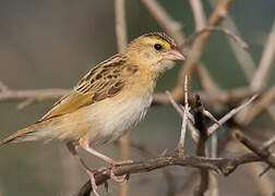 Northern Red Bishop