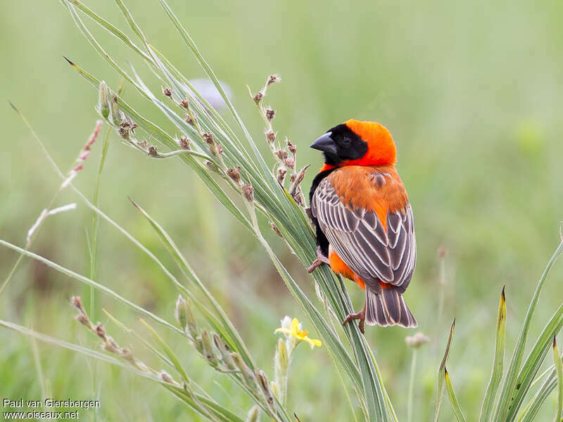 Southern Red Bishop male adult, habitat, feeding habits