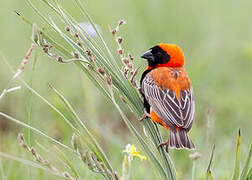 Southern Red Bishop