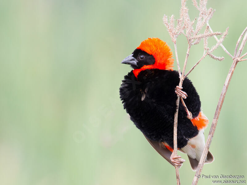 Southern Red Bishop