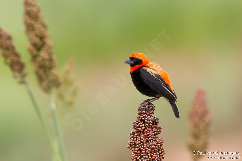 Black-winged Red Bishop