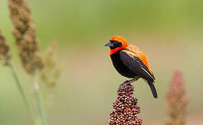 Black-winged Red Bishop