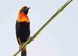 Black-winged Red Bishop