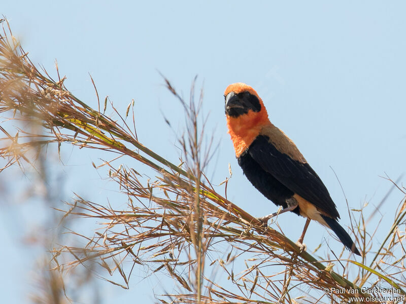 Black-winged Red Bishop