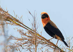 Black-winged Red Bishop