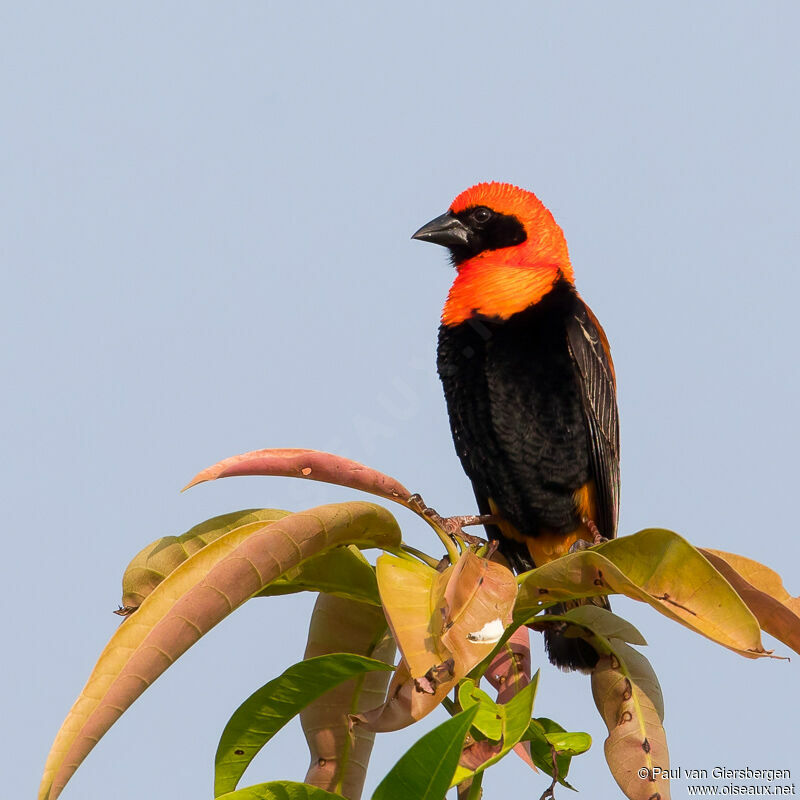 Black-winged Red Bishop