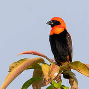 Black-winged Red Bishop