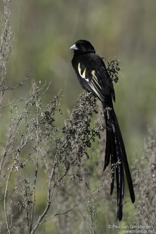 Montane Widowbirdadult breeding