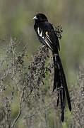 Montane Widowbird