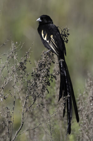 Euplecte montagnard