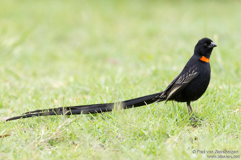 Red-collared Widowbird male adult