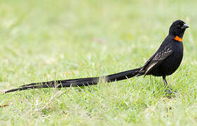 Red-collared Widowbird