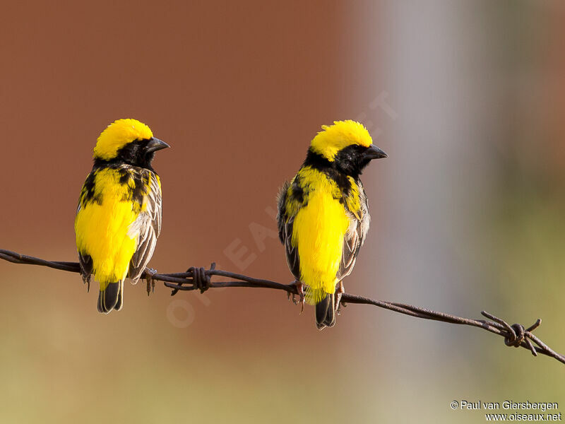 Yellow-crowned Bishop