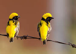 Yellow-crowned Bishop