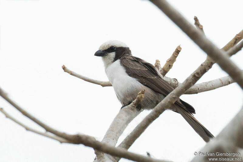 Southern White-crowned Shrike